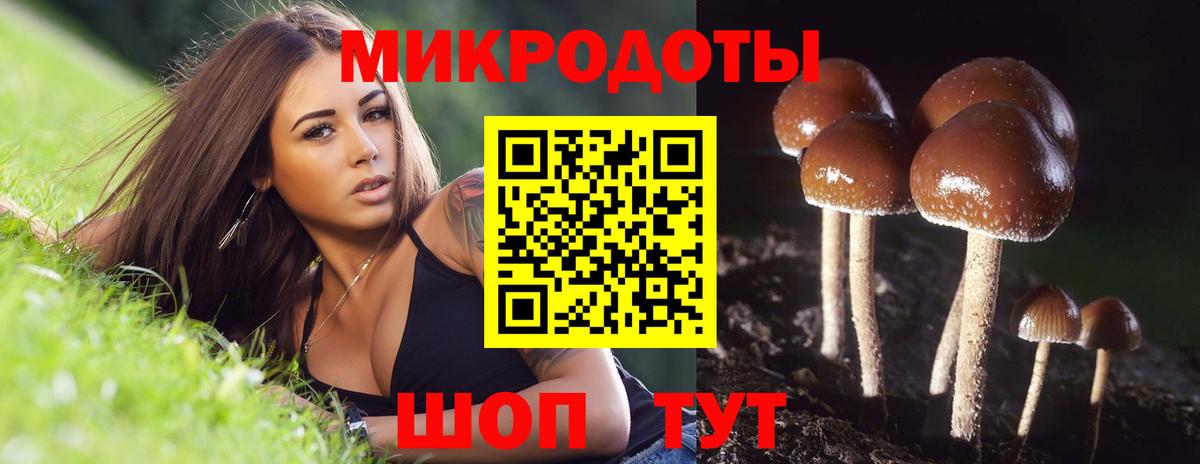 Галлюциногенные грибы Psilocybe Лениногорск